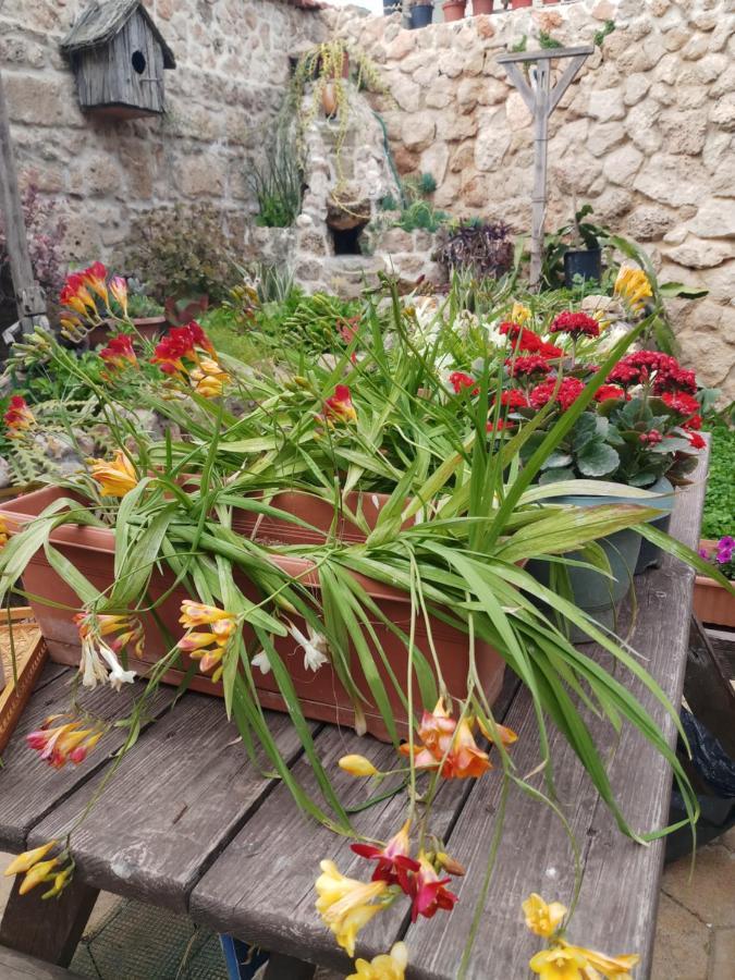 Mystery Garden Guest House Famagusta  Eksteriør billede